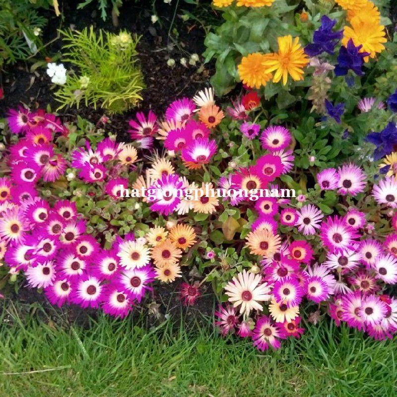 Hạt giống hoa mười giờ Châu Phi túi 100 hạt chất lượng F1-duoc-ban-tai-Vỉa Hè Garden