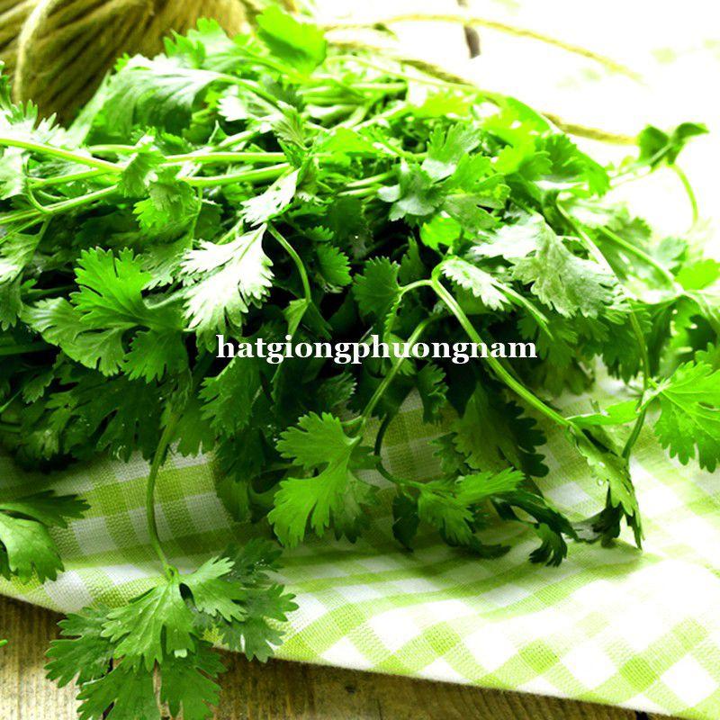 Hạt Giống Rau Ngò Gói 20g Giá Rẻ-duoc-ban-tai-Vỉa Hè Garden