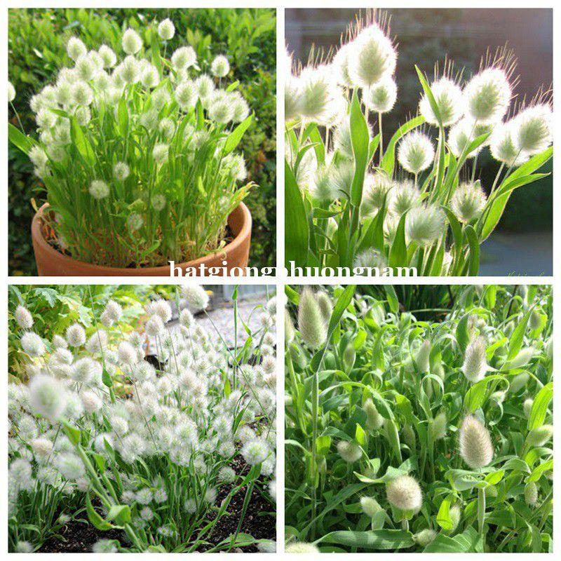 Hạt giống cỏ đuôi thỏ túi 100 hạt chất lượng F1-duoc-ban-tai-Vỉa Hè Garden