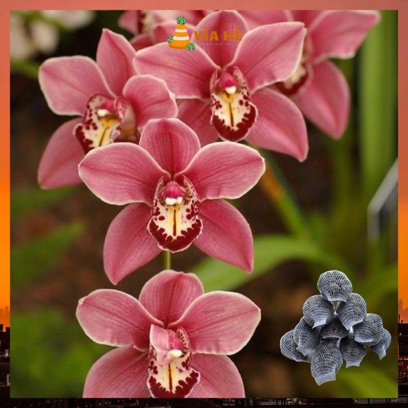 Phân Dê Trồng Lan, Kiểng Lá, VIAHE, Bao 25 Túi Lưới 10cm, Đã Qua Xử Lý Giảm Mùi, Dưởng Thân Kích Rễ, Ra Hoa, Bao 25 tép-duoc-ban-tai-Vỉa Hè Garden
