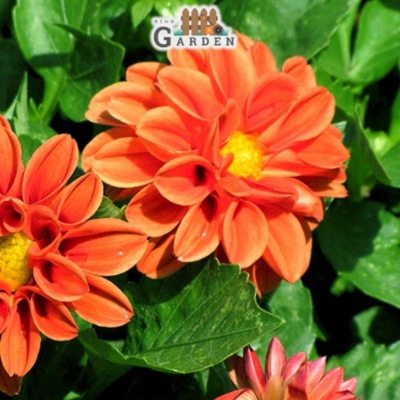Hạt giống hoa thược dược mix - 50 hạt-duoc-ban-tai-Vỉa Hè Garden