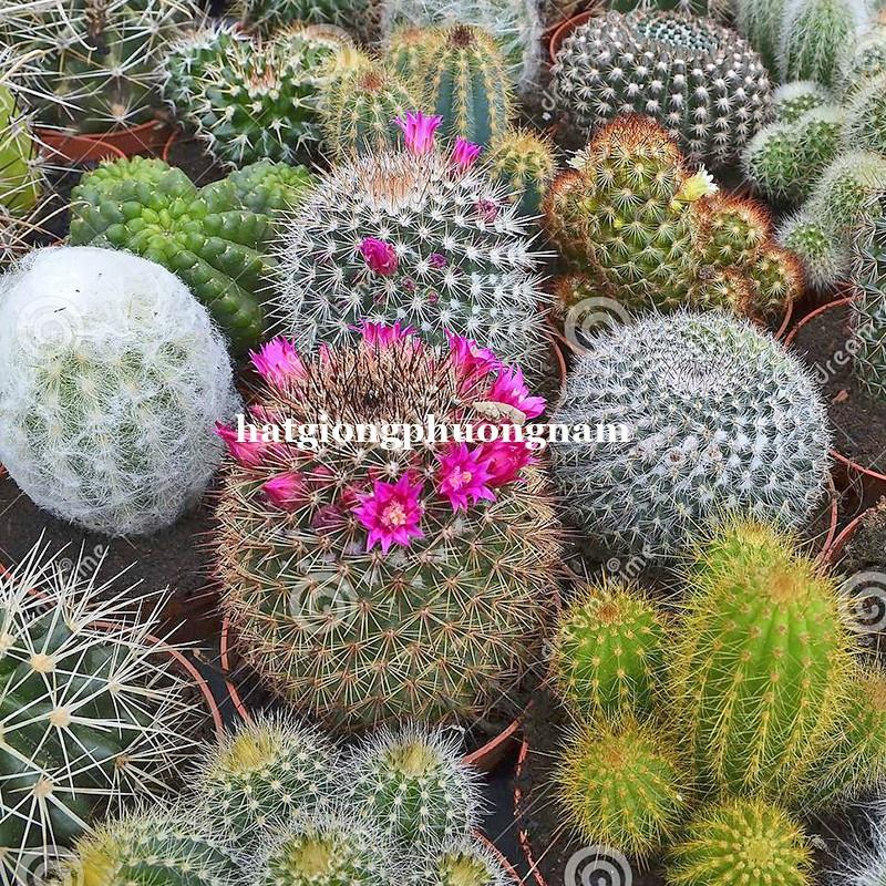 20H - HẠT GIỐNG XƯƠNG RỒNG MIX ĐỦ LOẠI-duoc-ban-tai-Vỉa Hè Garden