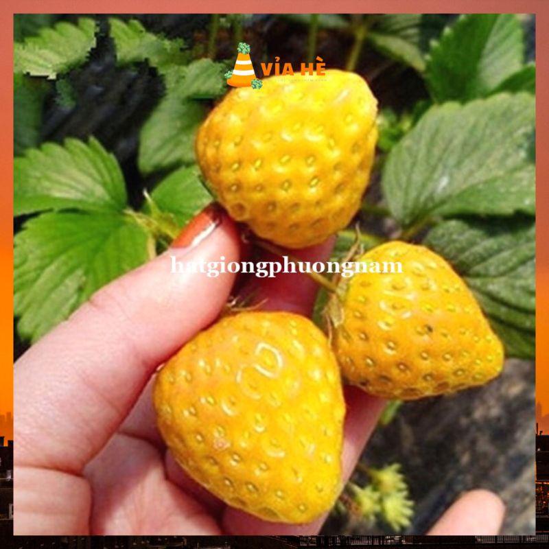 Hạt giống dâu tây vàng chata lượng F1 túi 30 hạt-duoc-ban-tai-Vỉa Hè Garden