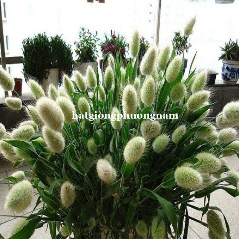 Hạt giống cỏ đuôi thỏ túi 100 hạt chất lượng F1-duoc-ban-tai-Vỉa Hè Garden