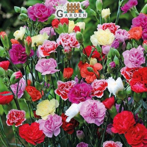Hạt giống hoa cẩm chướng kép - 100 hạt-duoc-ban-tai-Vỉa Hè Garden