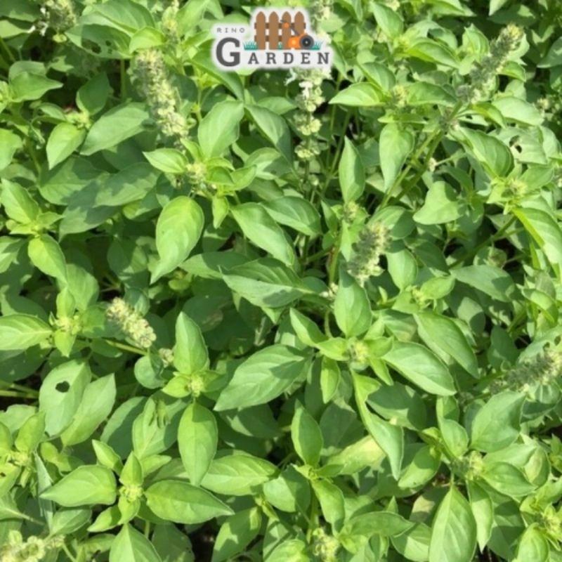 Hạt giống rau thơm sả ( é trắng ) - 2 gam-duoc-ban-tai-Vỉa Hè Garden
