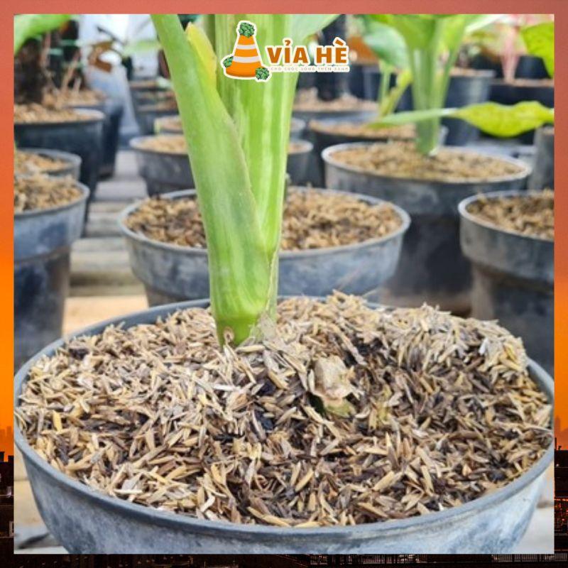 Vỏ trấu tươi trấu sống trồng rau, trộn đất cải tạo làm tới xốp đất túi 5dm³-duoc-ban-tai-Vỉa Hè Garden