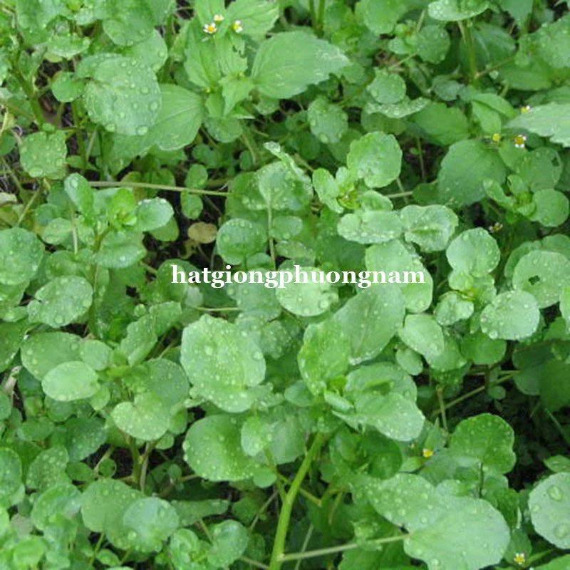 Hạt Giống Rau Xà Lách Xoong Túi 0.5g, Chất Lượng Dễ Trồng, Rau Cải Xoong-duoc-ban-tai-Vỉa Hè Garden