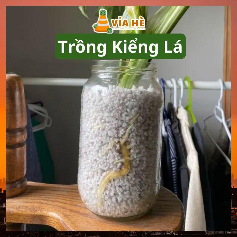 Đá perlite trân châu túi 5dm LAVAMIX trồng sen đá kiểng lá xương rồng nuôi kỳ đà-duoc-ban-tai-Vỉa Hè Garden
