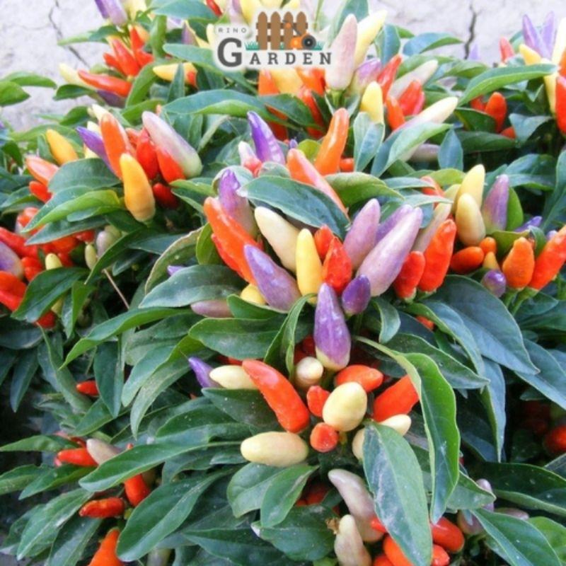 Hạt giống ớt ngũ sắc - 40 hạt-duoc-ban-tai-Vỉa Hè Garden