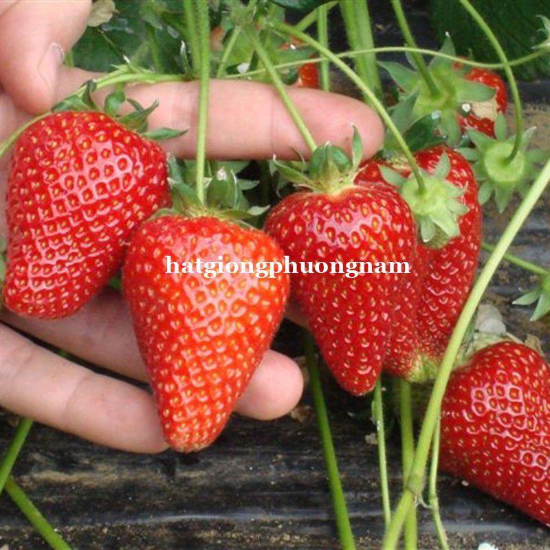 Hạt giống dâu tây đỏ chất lượng F1 túi 100 hạt-duoc-ban-tai-Vỉa Hè Garden