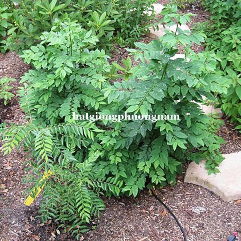 Hạt Giống Rau Ngót Túi 50 Hạt, Chất Lượng Dễ Trồng-duoc-ban-tai-Vỉa Hè Garden