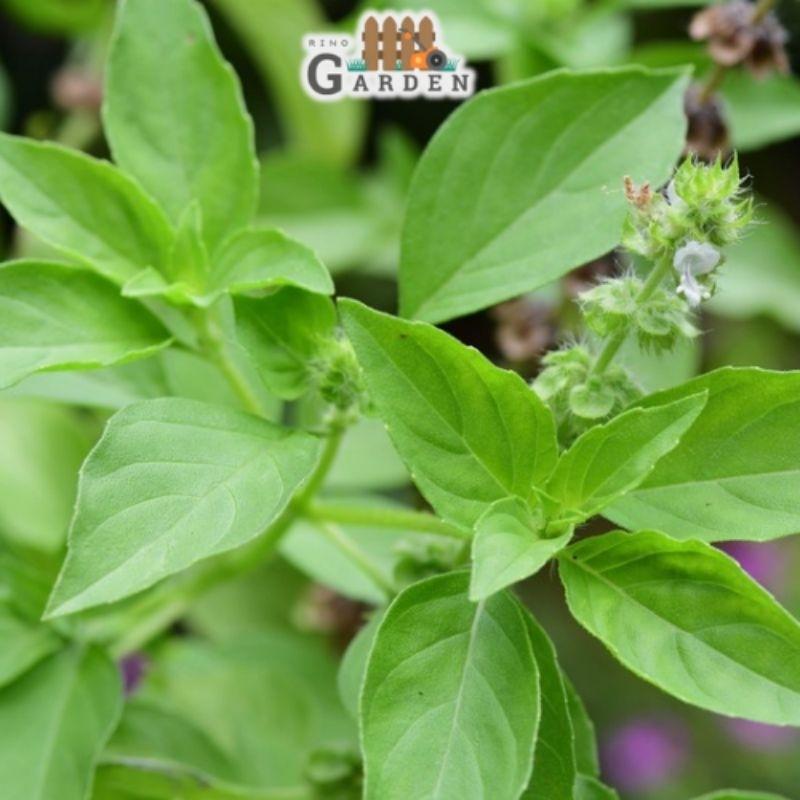 Hạt giống rau thơm sả ( é trắng ) - 2 gam-duoc-ban-tai-Vỉa Hè Garden