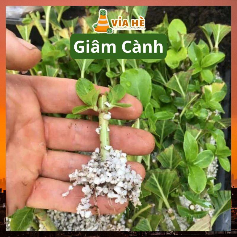 Đá perlite trân châu túi 5dm LAVAMIX trồng sen đá kiểng lá xương rồng nuôi kỳ đà-duoc-ban-tai-Vỉa Hè Garden