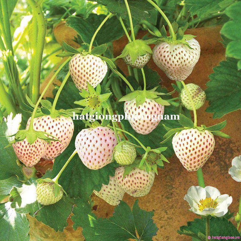 Hạt giống dâu tây trắng chất lượng F1 túi 30 hạt-duoc-ban-tai-Vỉa Hè Garden