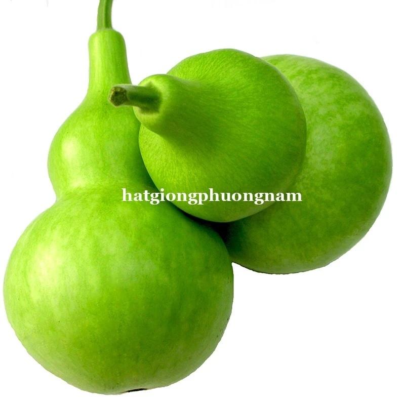 Hạt giống bầu hồ lô túi 20 hạt, giống chất lượng dễ trồng-duoc-ban-tai-Vỉa Hè Garden