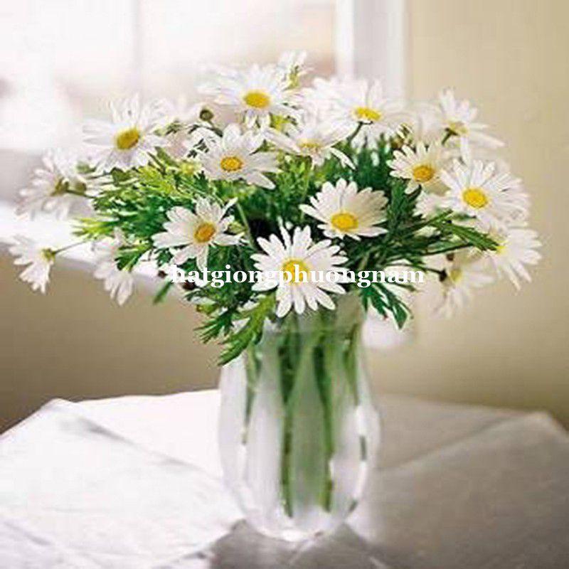 Hạt giống cúc họa mi F1 dễ trồng túi 100 hạt-duoc-ban-tai-Vỉa Hè Garden