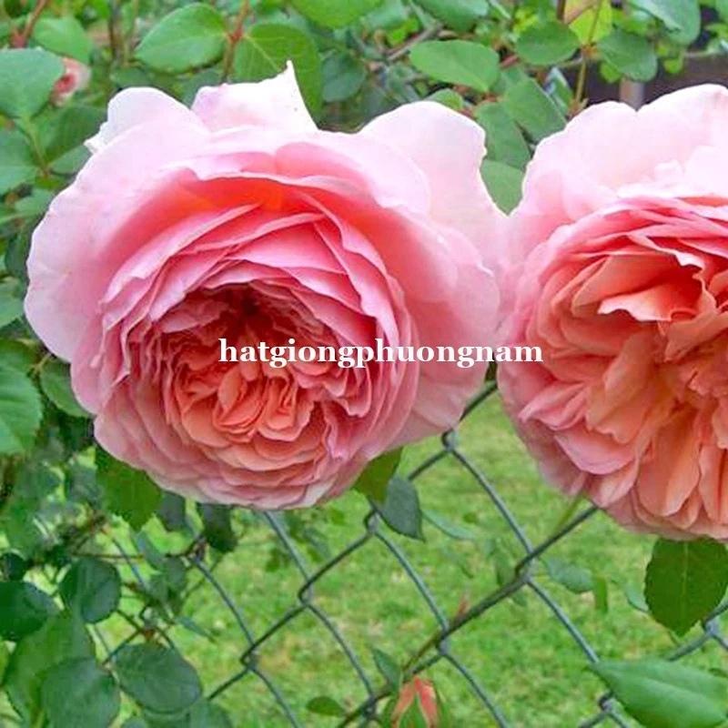 Hạt giống hoa hồng pháp leo túi 20 hạt, chất lượng dễ trồng-duoc-ban-tai-Vỉa Hè Garden
