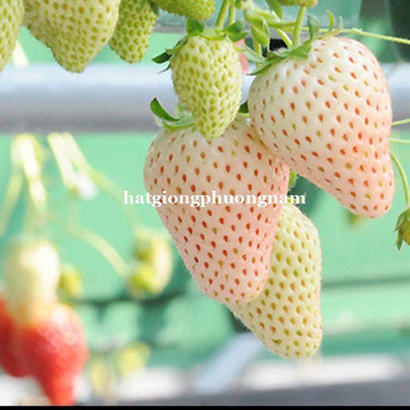 Hạt giống dâu tây trắng chất lượng F1 túi 30 hạt-duoc-ban-tai-Vỉa Hè Garden