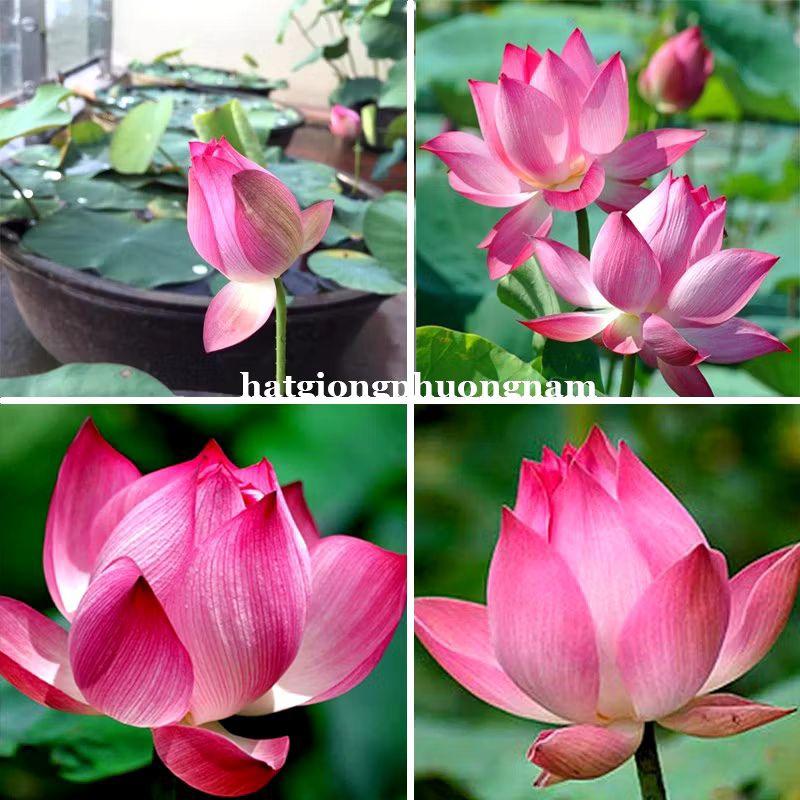 Hạt Hoa Sen Ta, Sen Hồng Việt Nam Túi 15 hạt-duoc-ban-tai-Vỉa Hè Garden