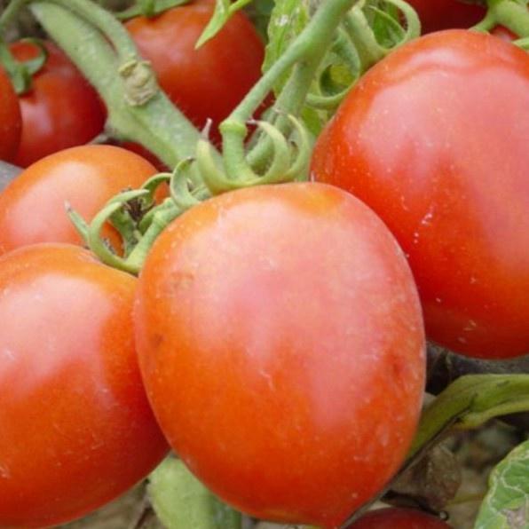 50H - HẠT GIỐNG CÀ CHUA ĐỎ QUẢ TO-duoc-ban-tai-Vỉa Hè Garden