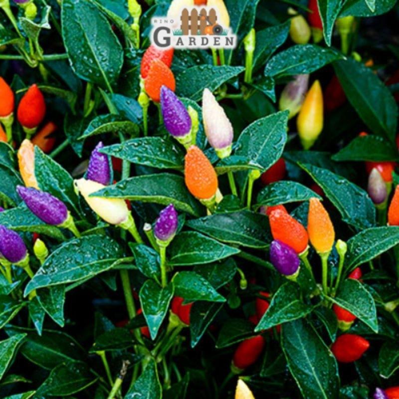 Hạt giống ớt ngũ sắc - 40 hạt-duoc-ban-tai-Vỉa Hè Garden