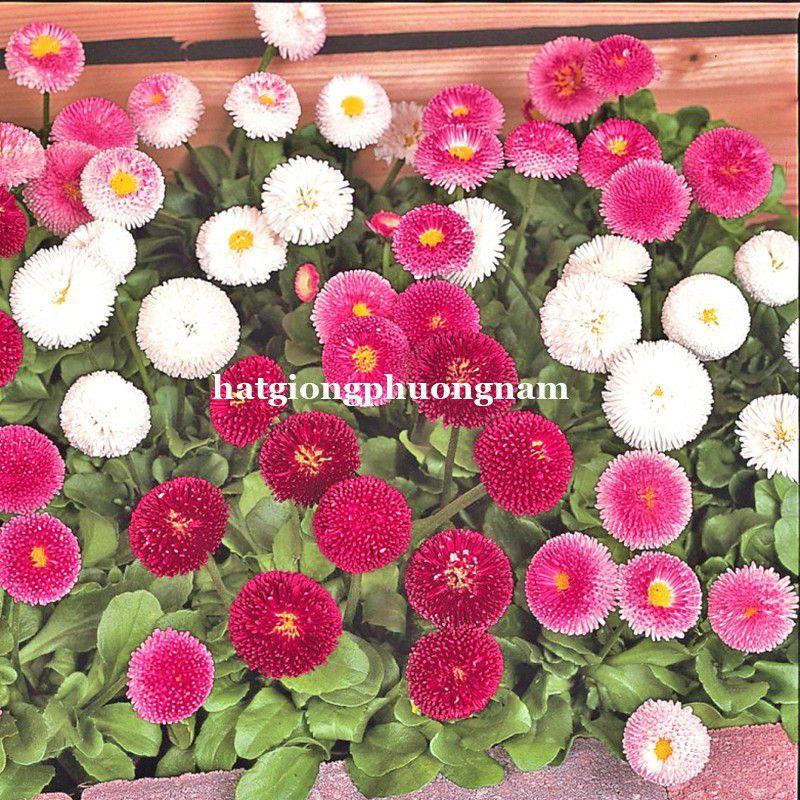 Hạt giống hoa cúc anh tròn siêu lùn túi 100 hạt chất lượng F1-duoc-ban-tai-Vỉa Hè Garden