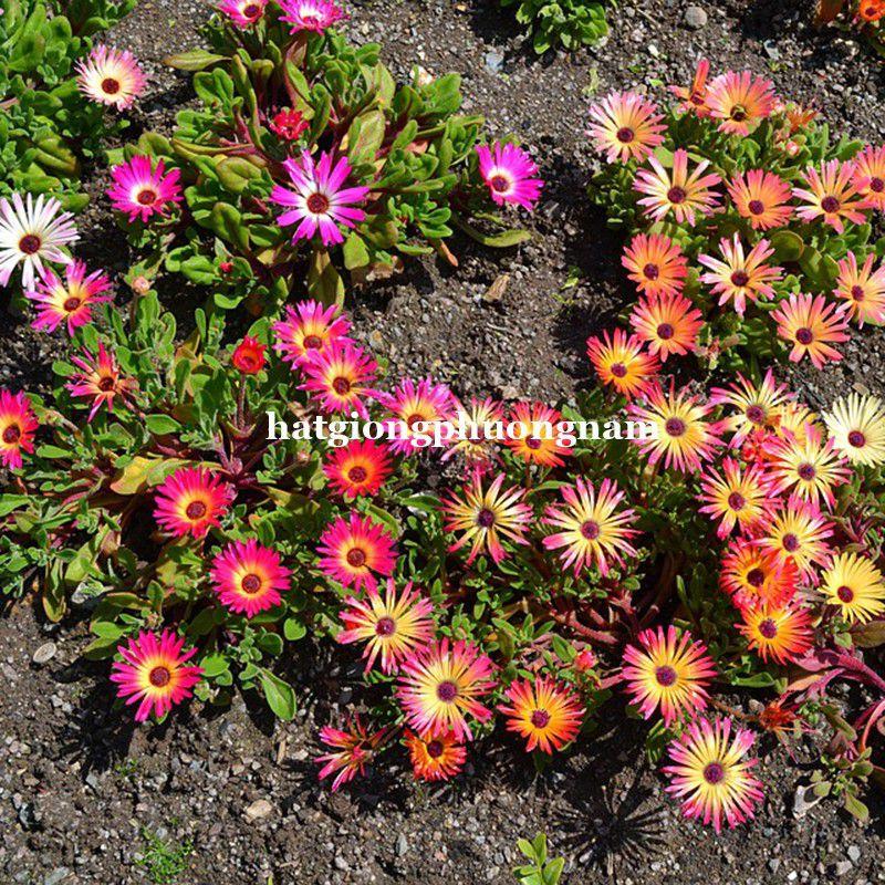 Hạt giống hoa mười giờ Châu Phi túi 100 hạt chất lượng F1-duoc-ban-tai-Vỉa Hè Garden
