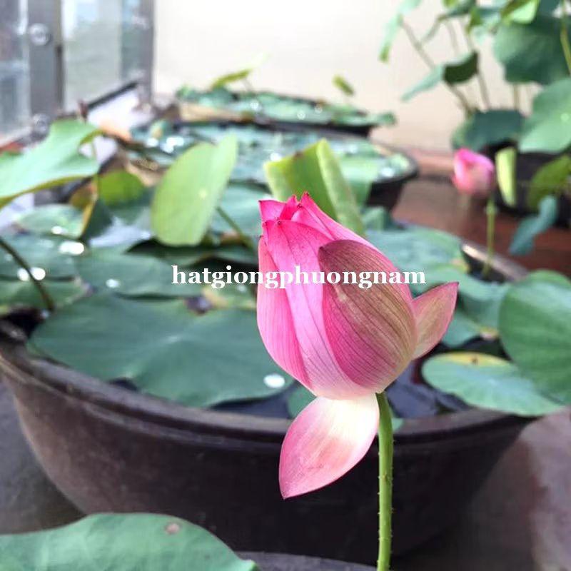 Hạt Hoa Sen Ta, Sen Hồng Việt Nam Túi 15 hạt-duoc-ban-tai-Vỉa Hè Garden