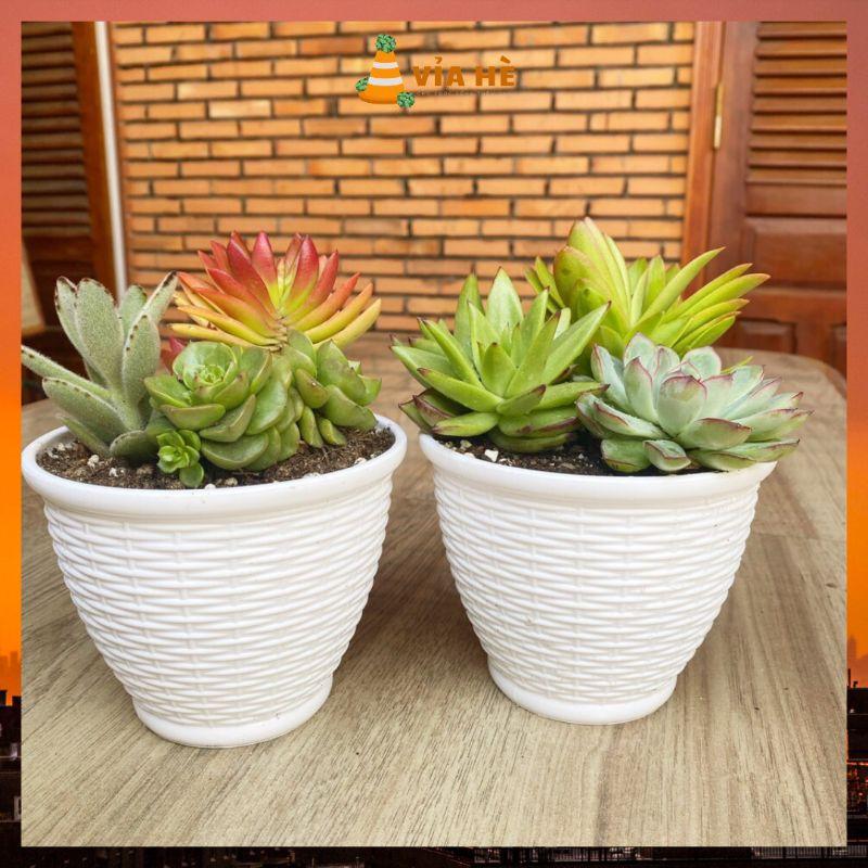 Chậu nhựa mini trồng cây sen đá xương rồng cao cấp màu trắng cứng cấp nhiều size-duoc-ban-tai-Vỉa Hè Garden