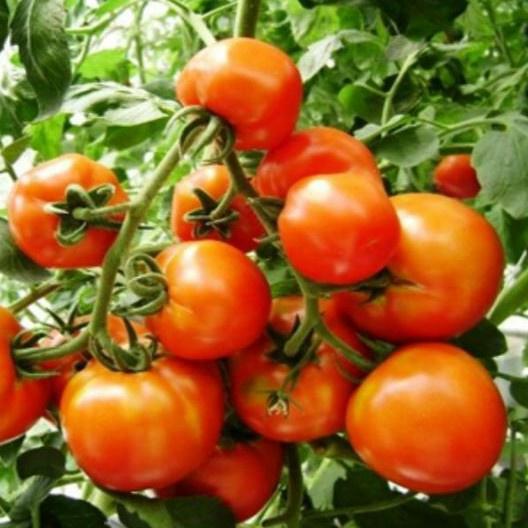 50H - HẠT GIỐNG CÀ CHUA ĐỎ QUẢ TO-duoc-ban-tai-Vỉa Hè Garden