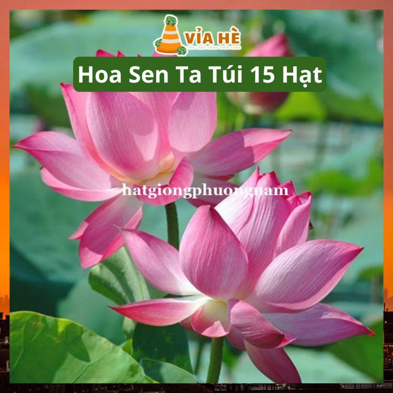 Hạt Hoa Sen Ta, Sen Hồng Việt Nam Túi 15 hạt-duoc-ban-tai-Vỉa Hè Garden