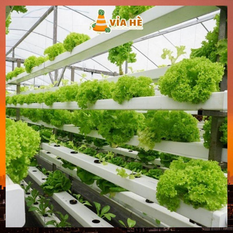 Phân Bón Thủy Canh Hydroponic Lavamix chai 100ml, Dung Dịch Thủy Sinh Cho Hệ Thống Thủy Canh, Cho Sen Súng, An Toàn-duoc-ban-tai-Vỉa Hè Garden