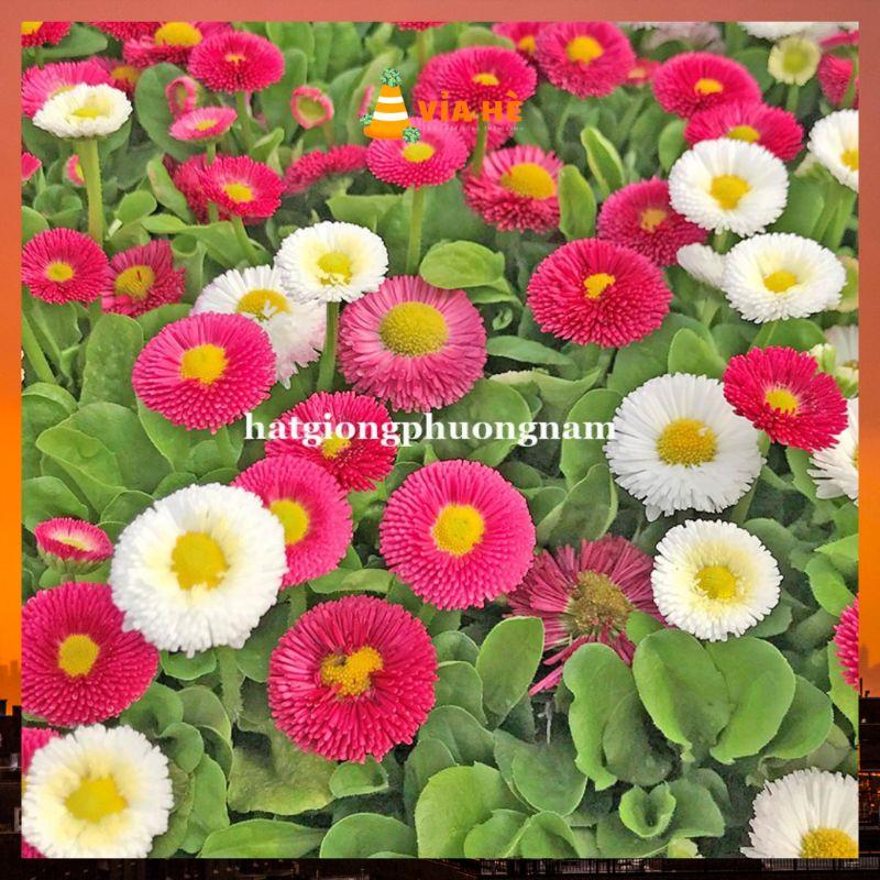 Hạt giống hoa cúc anh tròn siêu lùn túi 100 hạt chất lượng F1-duoc-ban-tai-Vỉa Hè Garden