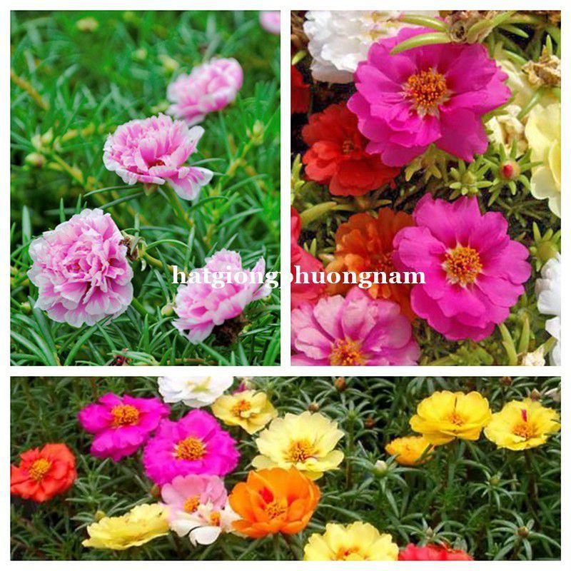 Hạt giống hoa mười giờ mỹ cánh kep túi 500 hạt chất lượng F1-duoc-ban-tai-Vỉa Hè Garden
