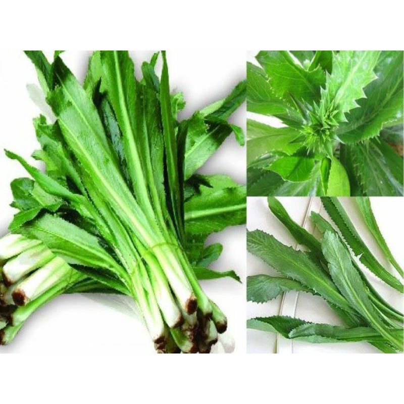 Hạt Giống Ngò Gai, Chất Lượng F1 - gói 5g-duoc-ban-tai-Vỉa Hè Garden