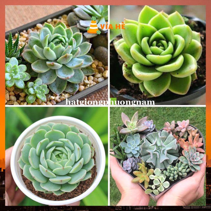 Hạt giống sen đá chất lượng F1 túi 20 hạt-duoc-ban-tai-Vỉa Hè Garden