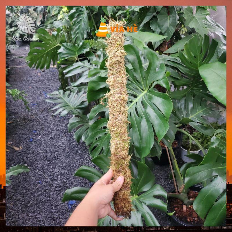 Rêu rừng dớn trồng lan kiểng lá làm trụ leo dớn-duoc-ban-tai-Vỉa Hè Garden