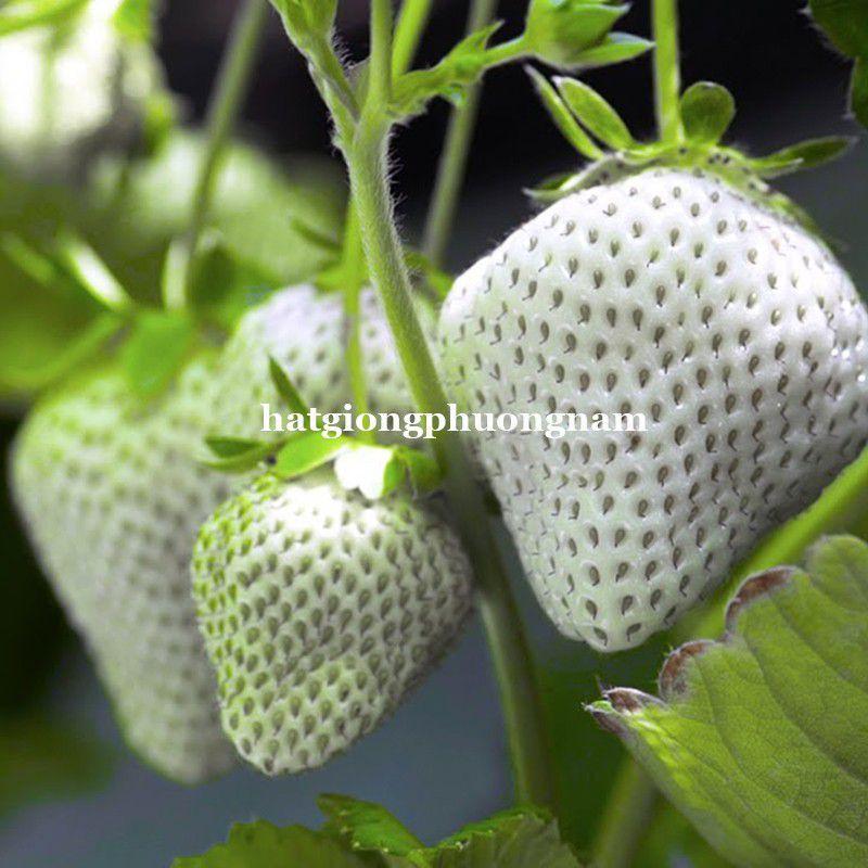 Hạt giống dâu tây trắng chất lượng F1 túi 30 hạt-duoc-ban-tai-Vỉa Hè Garden