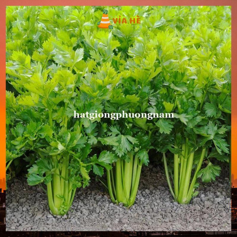 Hạt Giống Rau Cần Tây Dễ Trồng Túi 3gr, Chất Lượng Tỷ Lệ Nảy Mầm Cao-duoc-ban-tai-Vỉa Hè Garden