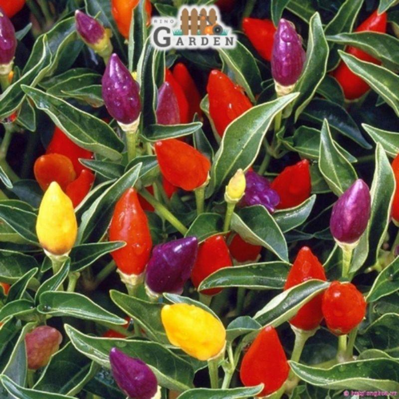 Hạt giống ớt ngũ sắc - 40 hạt-duoc-ban-tai-Vỉa Hè Garden