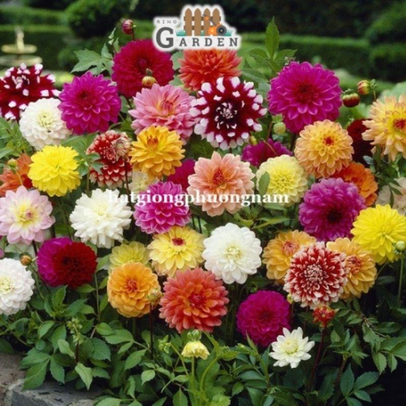 Hạt giống hoa thược dược mix - 50 hạt-duoc-ban-tai-Vỉa Hè Garden
