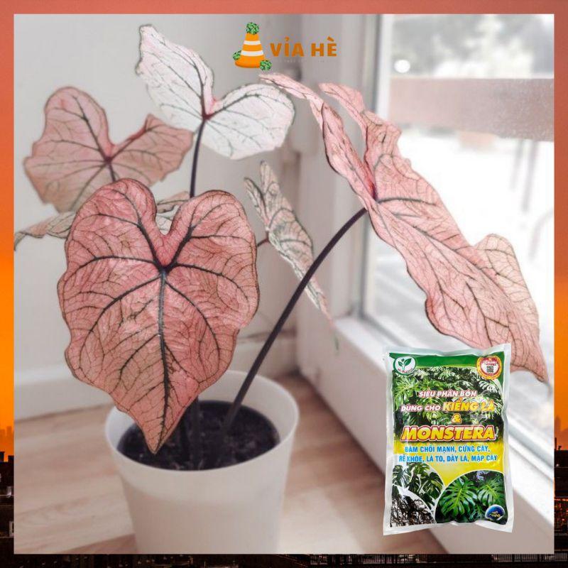 Siêu Phân Bón Dùng Cho Kiểng Lá VIAHE, Túi 700g, Cây Trầu Bà Monstera, Cây Nhiệt Đới Trong Nhà, Đâm Chồi Cứng Thân-duoc-ban-tai-Vỉa Hè Garden