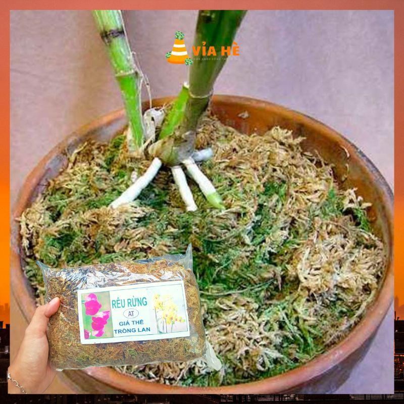 Rêu rừng dớn trồng lan kiểng lá làm trụ leo dớn-duoc-ban-tai-Vỉa Hè Garden