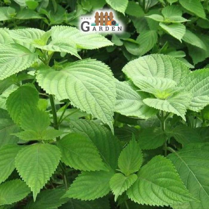 Hạt giống lá cây rau kinh giới  - 1 Gram-duoc-ban-tai-Vỉa Hè Garden