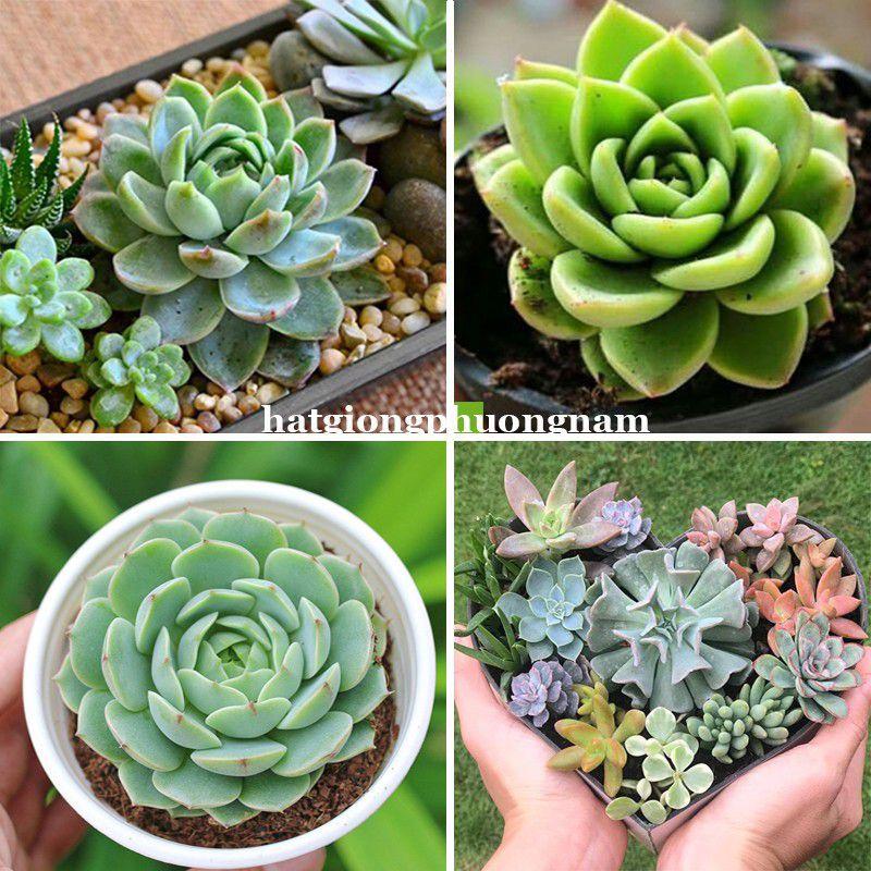 Hạt giống sen đá chất lượng F1 túi 20 hạt-duoc-ban-tai-Vỉa Hè Garden