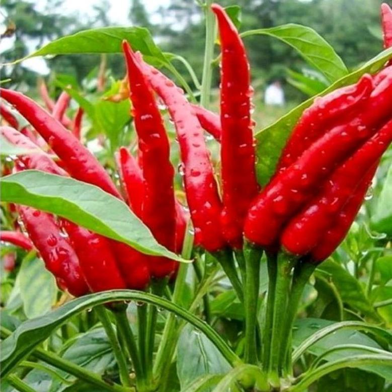 Hạt Giống Ớt Hiểm, Ớt Chỉ Thiên, Chất Lượng F1 - gói 40 hạt-duoc-ban-tai-Vỉa Hè Garden