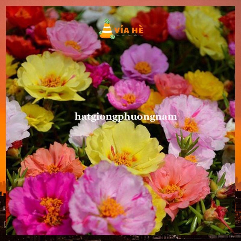 Hạt giống hoa mười giờ mỹ cánh kep túi 500 hạt chất lượng F1-duoc-ban-tai-Vỉa Hè Garden
