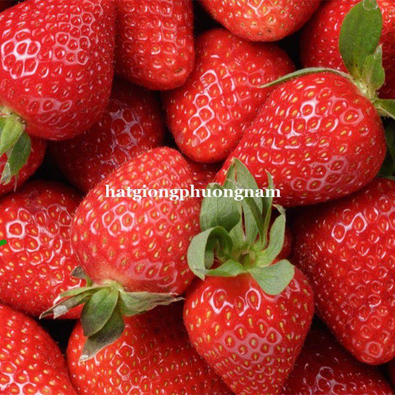 Hạt giống quả dâu tây ngọt quả to chất lượng F1 túi 50 hạt-duoc-ban-tai-Vỉa Hè Garden