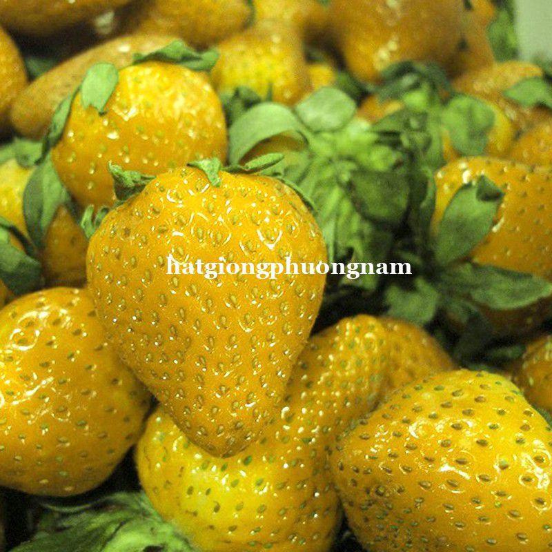 Hạt giống dâu tây vàng chata lượng F1 túi 30 hạt-duoc-ban-tai-Vỉa Hè Garden